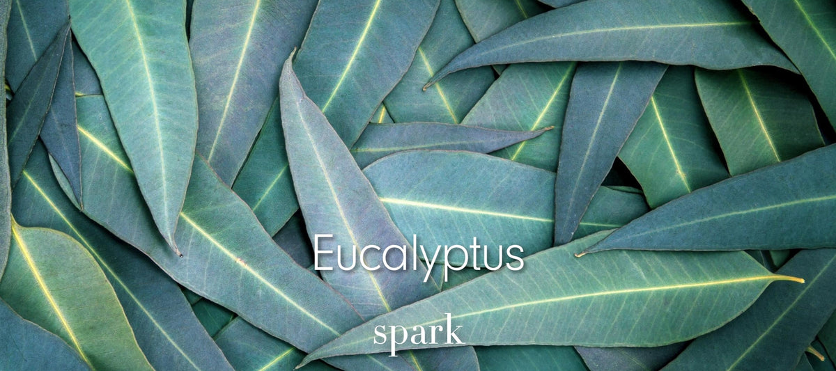 Eucalyptus Essential Oil Scent Benefits Aromatherapy Soy Candles